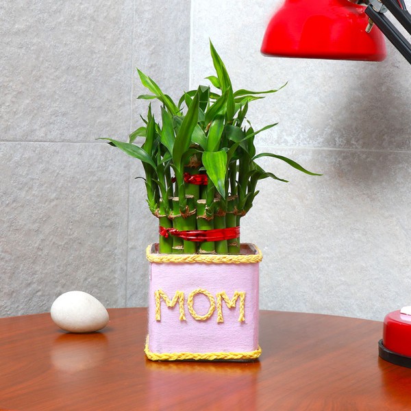 One Two Layer Lucky Bamboo Decorated with Paper Packing and "Mom" written on it