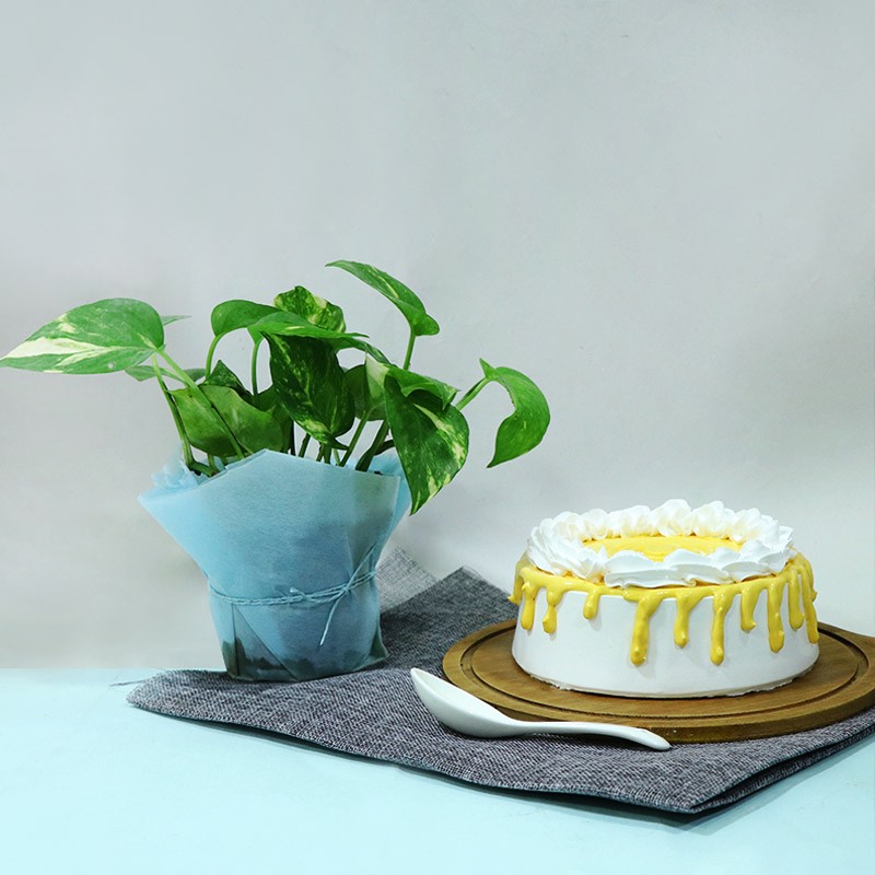 Impressive Money Plant