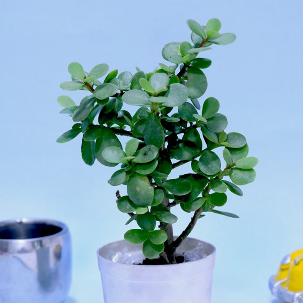 aj pineapple plant Pineapple Bundle: 'White Jade', 'Variegated Juicy', & 'Elite Gold' – Sow  Exotic main image 1