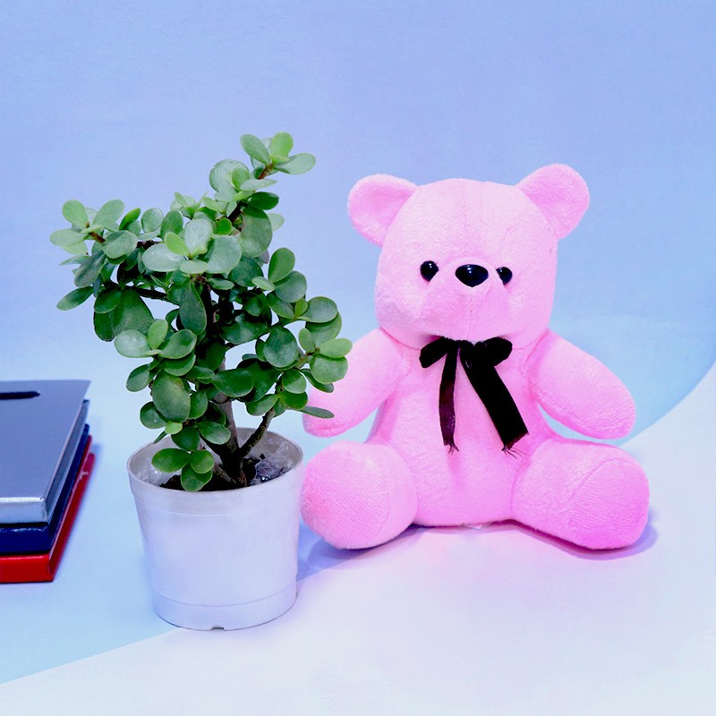 Cute Bear Plant Combo