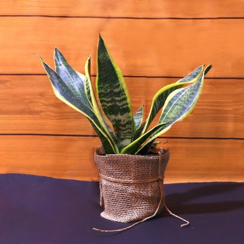 Sansevieria Air Purifying Plant