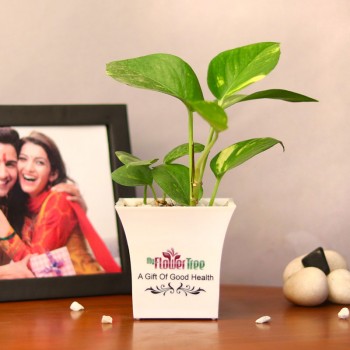 One Money Plant in White Plastic Pot