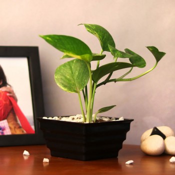 good luck plants for rakhis online india