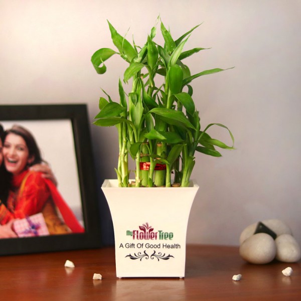 Plants  By Types  Lucky Bamboo  Good Luck Gift Combo