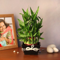Blessed Lucky Bamboo Plant