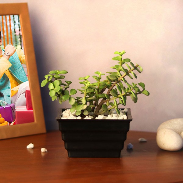 Lucky Jade Plant MyFlowerTree