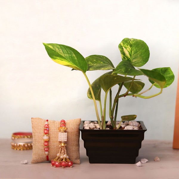Bhaiya Bhabhi Rakhi with Money Plant