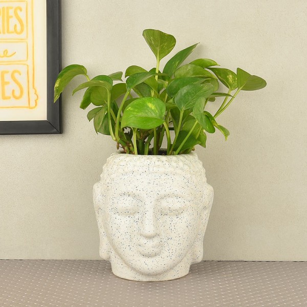 Money Plant in buddha head shaped vase