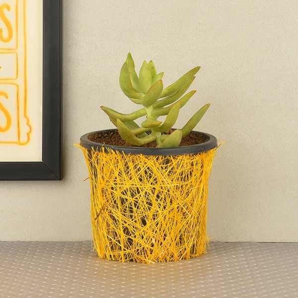 Secculents plant(Sedum morganianum) in a vase wrapped with yellow jute