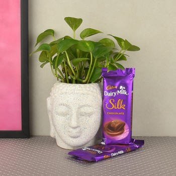 Delectable Money Plant Hamper