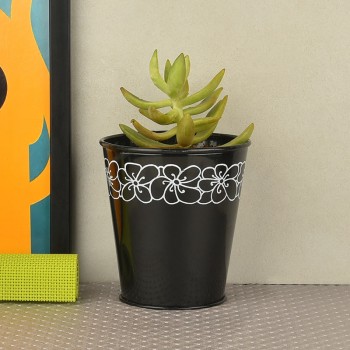 Secculent plant (Sedum morganianum) in black vase