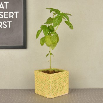 Basil Plant in green square vase(kitchen herb)