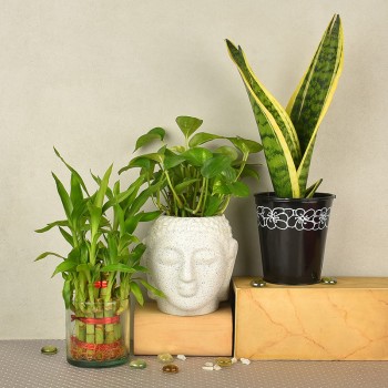 2 layer lucky bamboo in glass vase with Money Plant in buddha head shaped vase (Height of the Pot: 4 inches) and Sansevieria Plant in a black vase