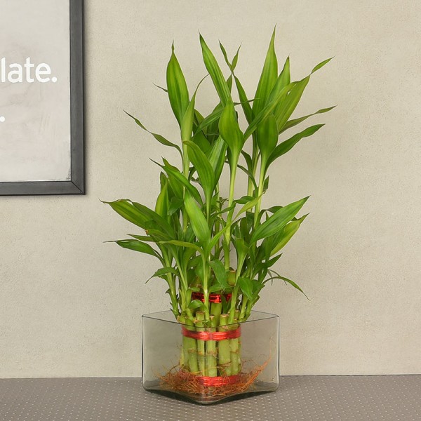 2 layer lucky bamboo in square glass vase