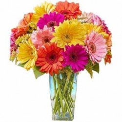 Buy Gerbera Flowers Online