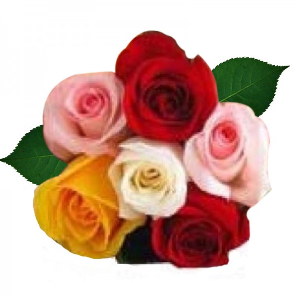 6 Colorful Roses