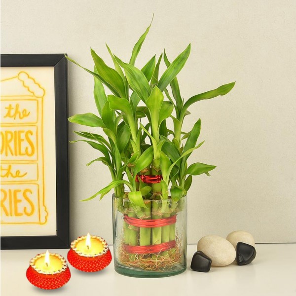 Lucky Bamboo Plant  Send Lucky Bamboo Plant  OyeGifts