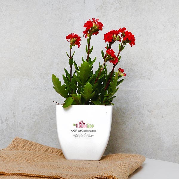 One Red Kalanchoe Plant in White Plastic Pot