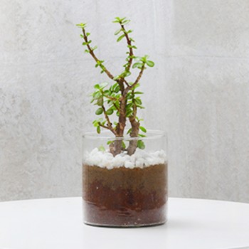 One Jade Terrarium Plant in a Glass Vase