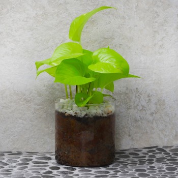 One Money Plant Terrarium in a Glass Vase