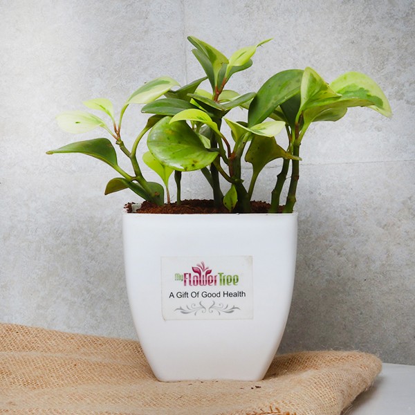 One Peperomia Plant in White Plastic Pot