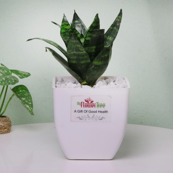 One Sanseveria (Snake) Plant in a White Plastic Pot