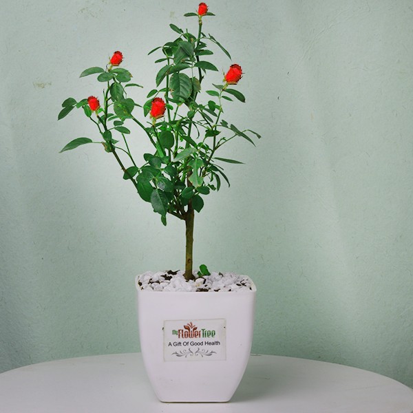 One Rose Plant in a White Plastic Pot