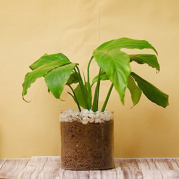 One Peace Lily Terrarium Plant in Glass Vase