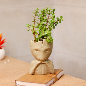 One Jade Plant in Groot Designer Pot