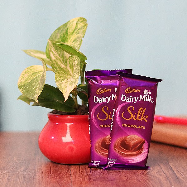 2 Dairy Milk Silk Chocolate (65 gm) with One White Pothos Plant in Red Round Pot