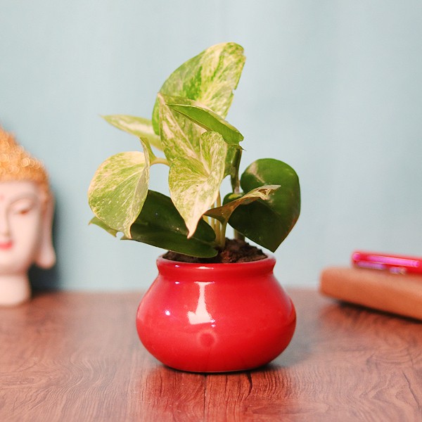 One White Pothos Plant in Red Round Pot