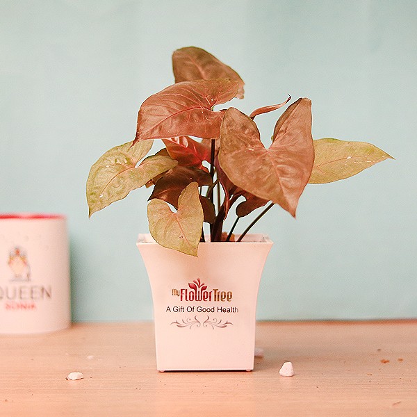 One Red Syngonium in White Plastic Pot