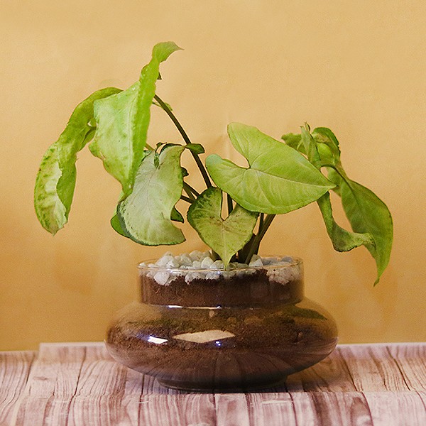White Syngonium Terrarium Plant