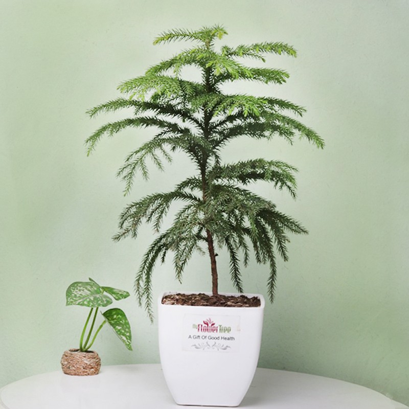 Araucaria Plant