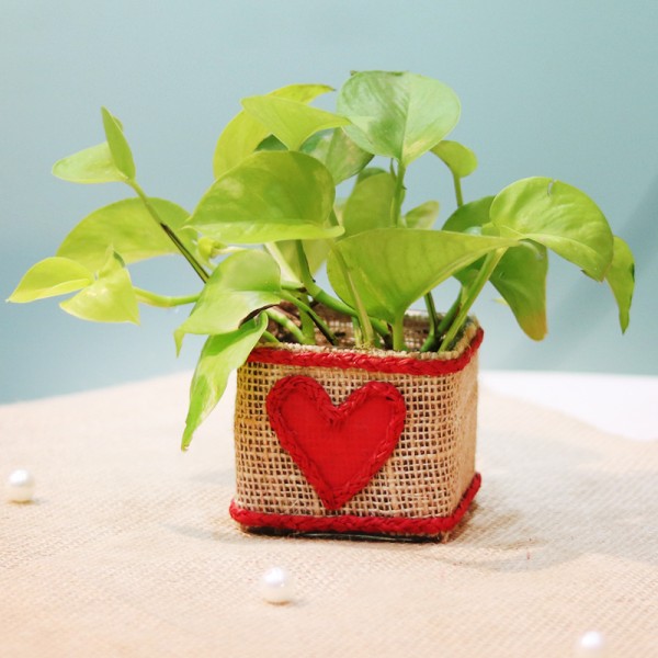 One Money Plant in Designer Pot Wrapped with Jute and a small heart design on it
