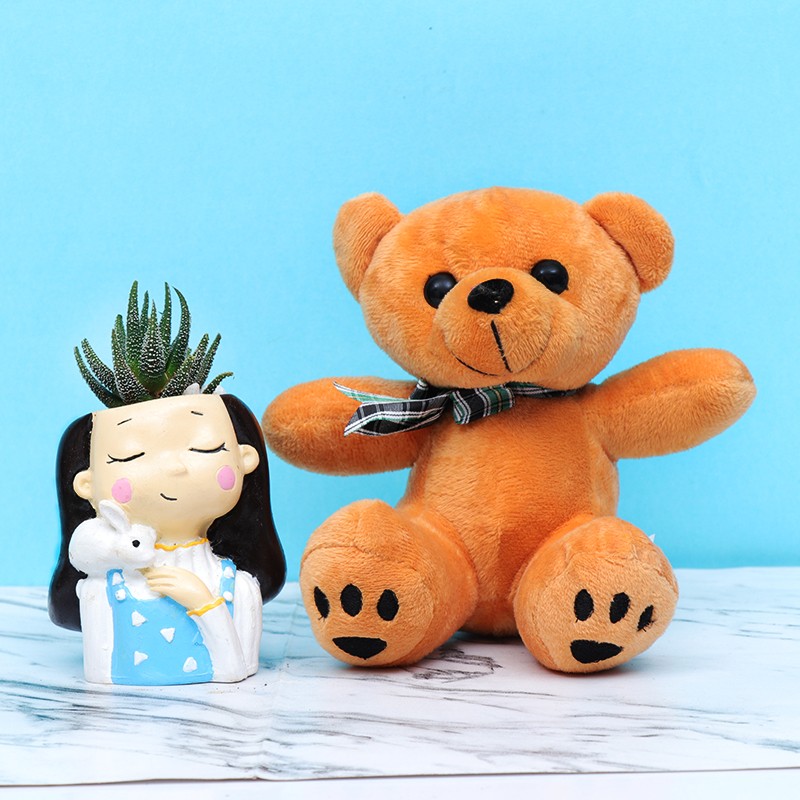 Cuddly Zebra Cactus Plant