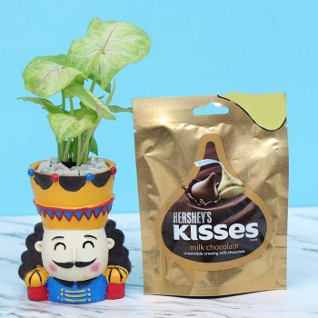 Syngonium Plant with Chocolate Pouch
