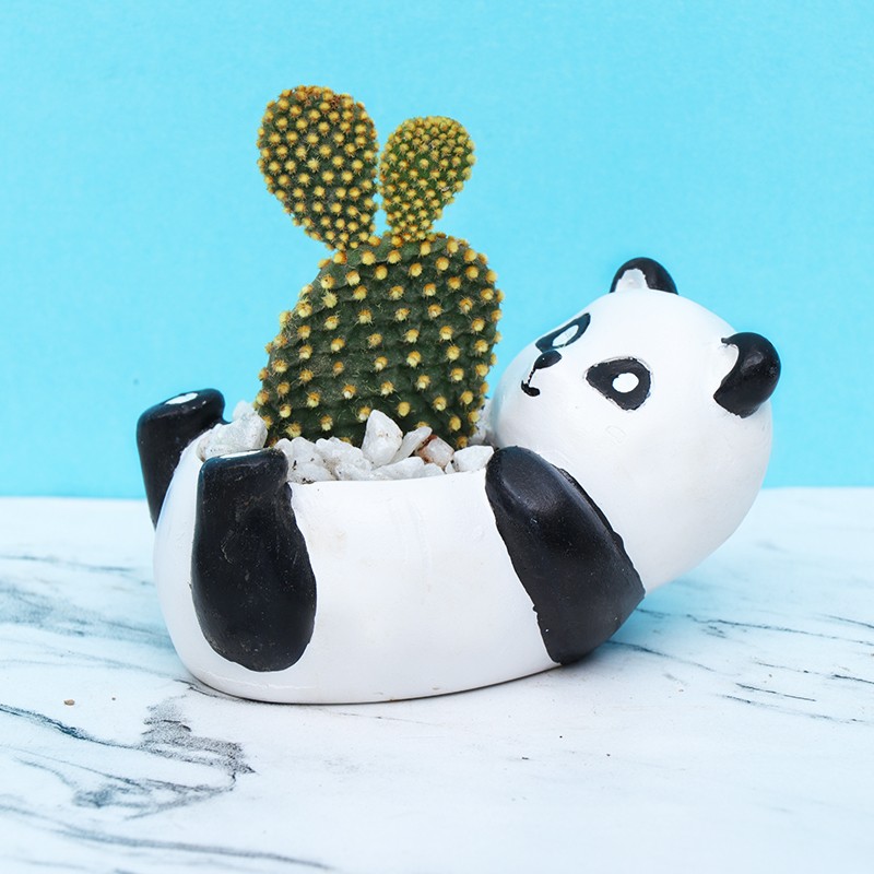 Cute Panda Cactus Plant