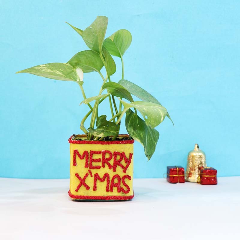 Spiritful Money Plant