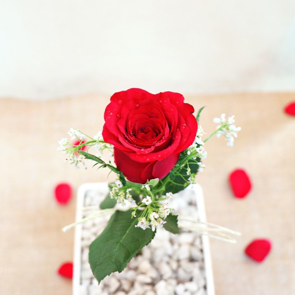 Single Red Rose