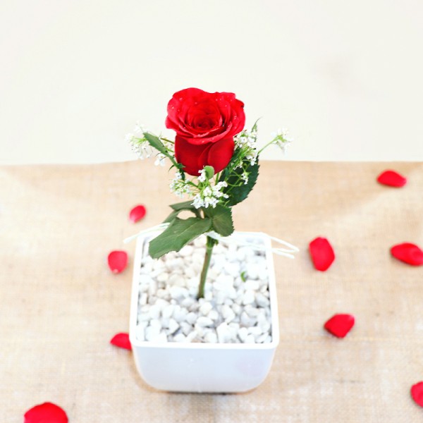 Rose in White Pot