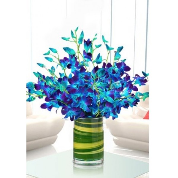 Captivating Blue Orchids
