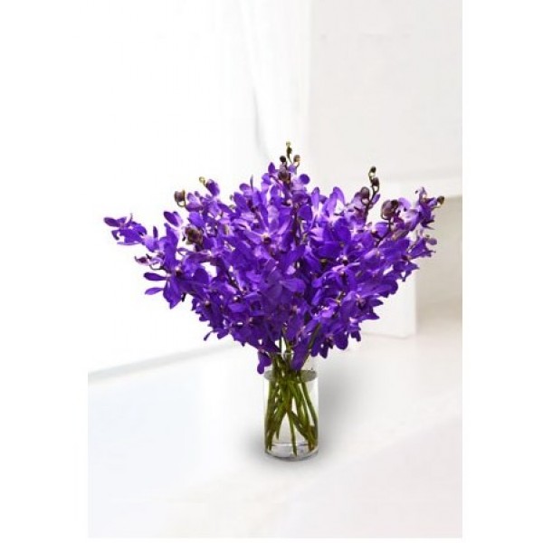 Tantalizing Purple Mokara Orchids