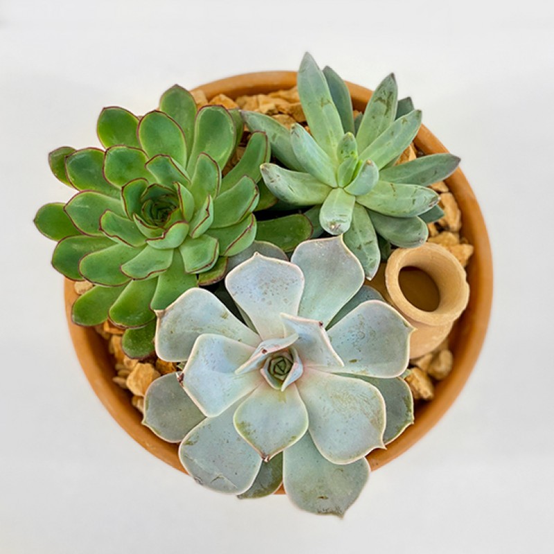 Assort Succulent Pot