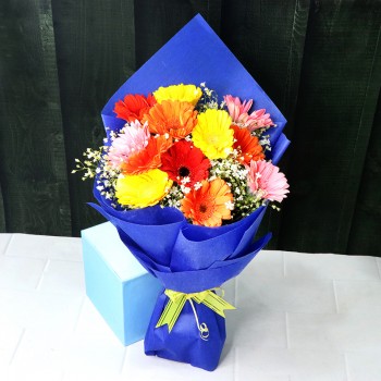 12 Gerberas wrapped in Cellophane Paper