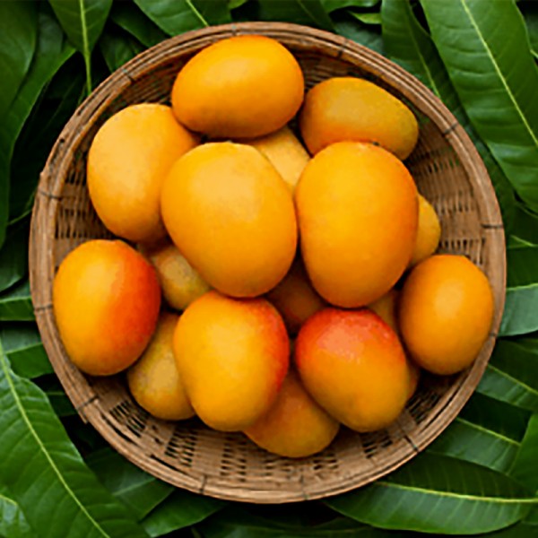 A Basket of 2 Kg Mangoes