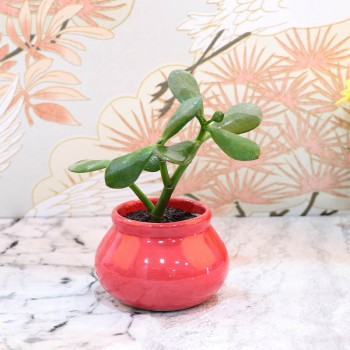 Crasulla Ovata Plant