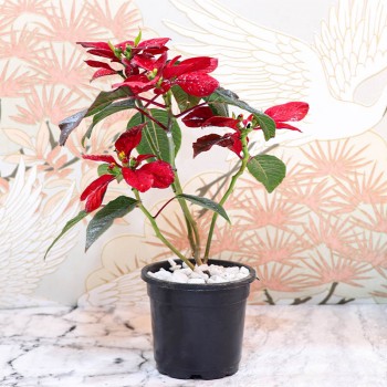 Poinsettia Plant in Plastic Pot