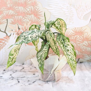 Aglaonema Plant in Plastic Pot