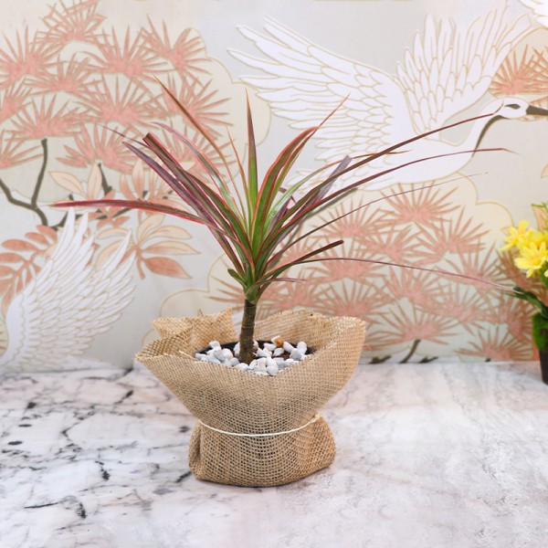 Red Dracena Plant